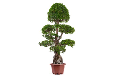 فيكس ميكروكاربا، بونساي جينسنغ كبير الحجم ثلاثي الطبقات