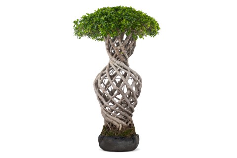 فيكس ميكروكاربا،"فيكس تايوان"