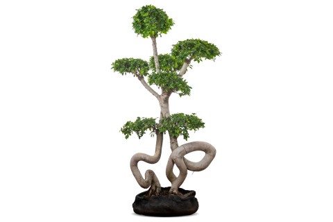 نبتة فيكس ميكروكاربا (شكل التنين)