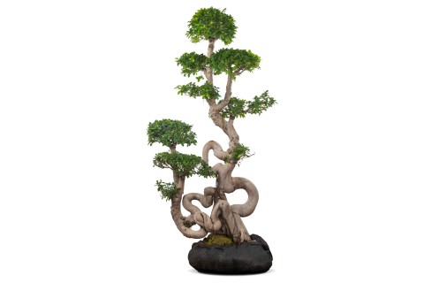 نبتة فيكس ميكروكاربا (شكل تنين ذو رأسين)