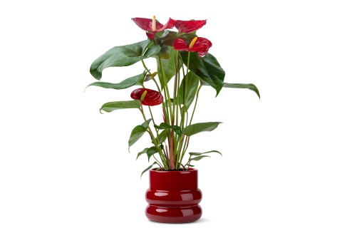 نبات أنثوريوم نيفادا مزروعة في حوض سيراميك أبيض مدرج