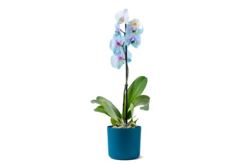 أوركيد فالينوبسيس روعة الطبيعة في حوض عنابي مطفي