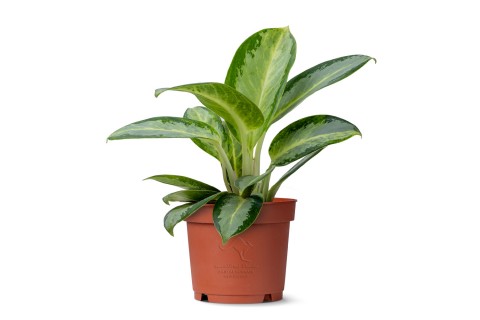 نبتة أجلونيما سيلفر بلو