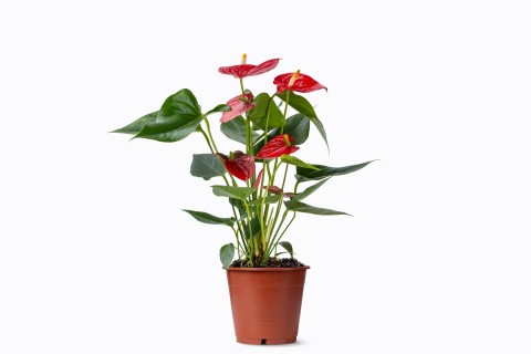 نبتة أنتوريوم أحمر