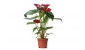 أنتوريوم أحمر (anthurium Nevada Red)
