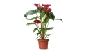أنتوريوم أحمر (anthurium Nevada Red)