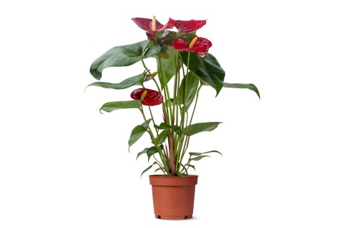 أنتوريوم أحمر (Anthurium Nevada Red)