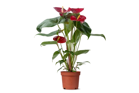 أنتوريوم أحمر (Anthurium Nevada Red)