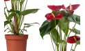 أنتوريوم أحمر (anthurium Nevada Red)