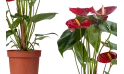 أنتوريوم أحمر (anthurium Nevada Red)