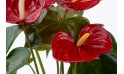أنتوريوم أحمر (anthurium Nevada Red)