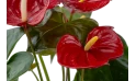 أنتوريوم أحمر (anthurium Nevada Red)