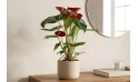 أنتوريوم أحمر (anthurium Nevada Red)