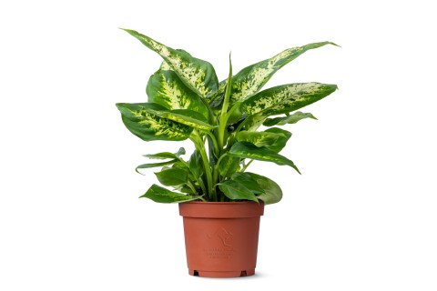 نبتة ديفنباخيا كومباكتا