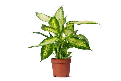 نبتة ديفنباخيا كاميلا 