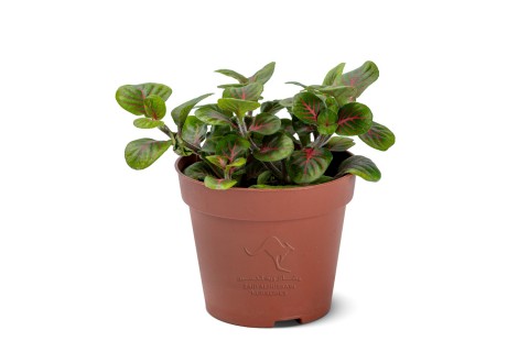  فيتونيا  - نبتة داخلية هولندية