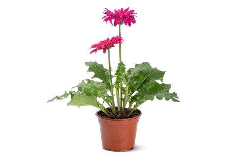 نبات جربيرا مختلط