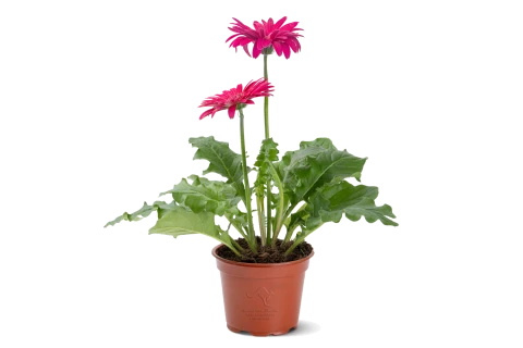 Gerbera mixed