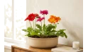 نبات جربيرا مختلط