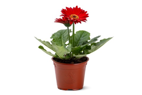 نبات جربيرا أحمر