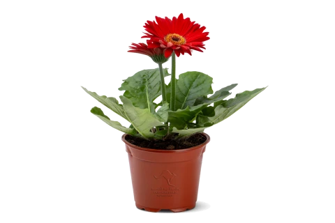 Gerbera flori line red