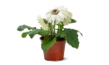 نبات جربيرا أبيض