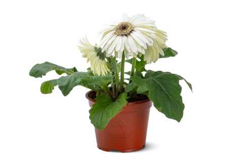 نبات جربيرا أبيض