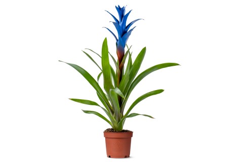 نبتة غوزمانيا أوشن بلو (ديكوروم)