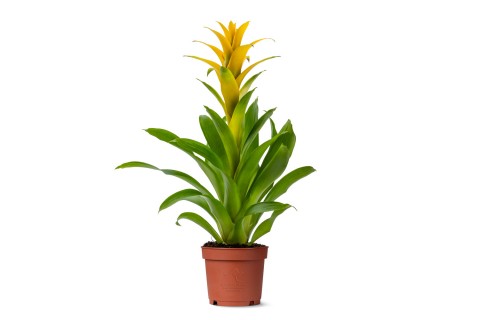 نبتة غوزمانيا ديسيو أصفر