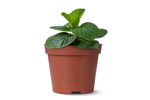 نبات هايدرنجيا مختلط