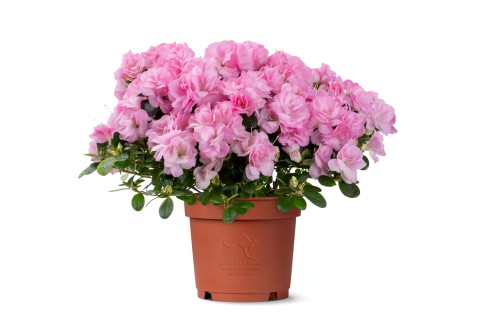 (نبتة أزاليا - رودودندرون سيم. (كريستين ماتون