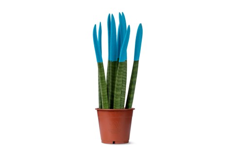  نبات سانسيفيريا مختلط