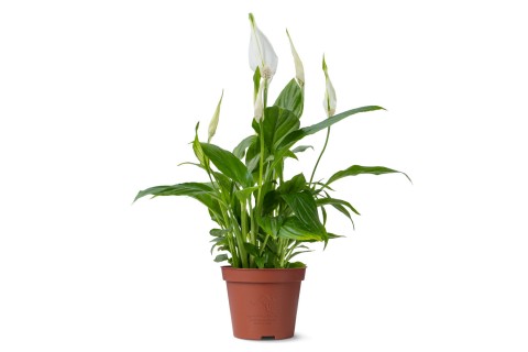 نبتة سباثيفيليوم بينجو كيوبيدو (زنبق السلام)