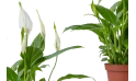 نبتة سباثيفيليوم بينجو كيوبيدو (زنبق السلام)