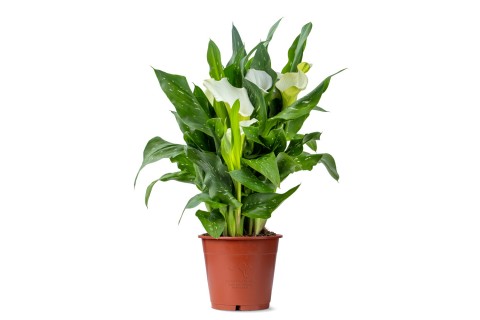 نبتة زنبق الكالا الأبيض