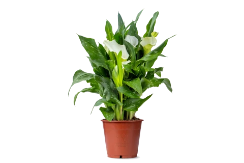 Zantedeschia White Plant