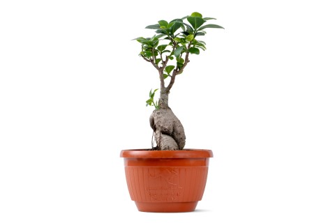 فيكس جينسينج 