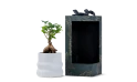 Ficus Bonsai Plant In Ceramic Pot With Gift Box 
