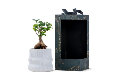 شجرة فيكس جينسينج في حوض داخلي بتصميم مضلع