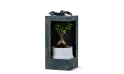 Ficus Bonsai Plant In Ceramic Pot With Gift Box 