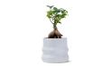 Ficus Bonsai Plant In Ceramic Pot With Gift Box 