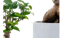 Ficus Bonsai Plant In Ceramic Pot With Gift Box 