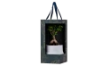 Ficus Bonsai Plant In Ceramic Pot With Gift Box 