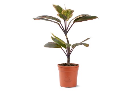 كورديلاين (تي بلانت) 