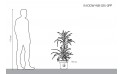 دراسينا وارنكي