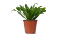 Dracaena Frag. Janet Craig Compacta
