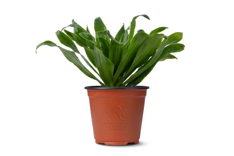 دراسينا جانيت كريج كومباكتا 