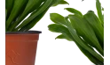 Dracaena Frag. Janet Craig Compacta