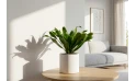 Dracaena Frag. Janet Craig Compacta