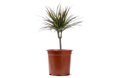 دراسينا مارجيناتا اجنتا (حمراء)